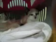 isaac