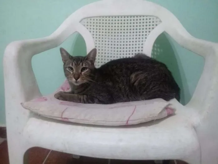 Gato ra a srd idade 2 a 6 meses nome isaac