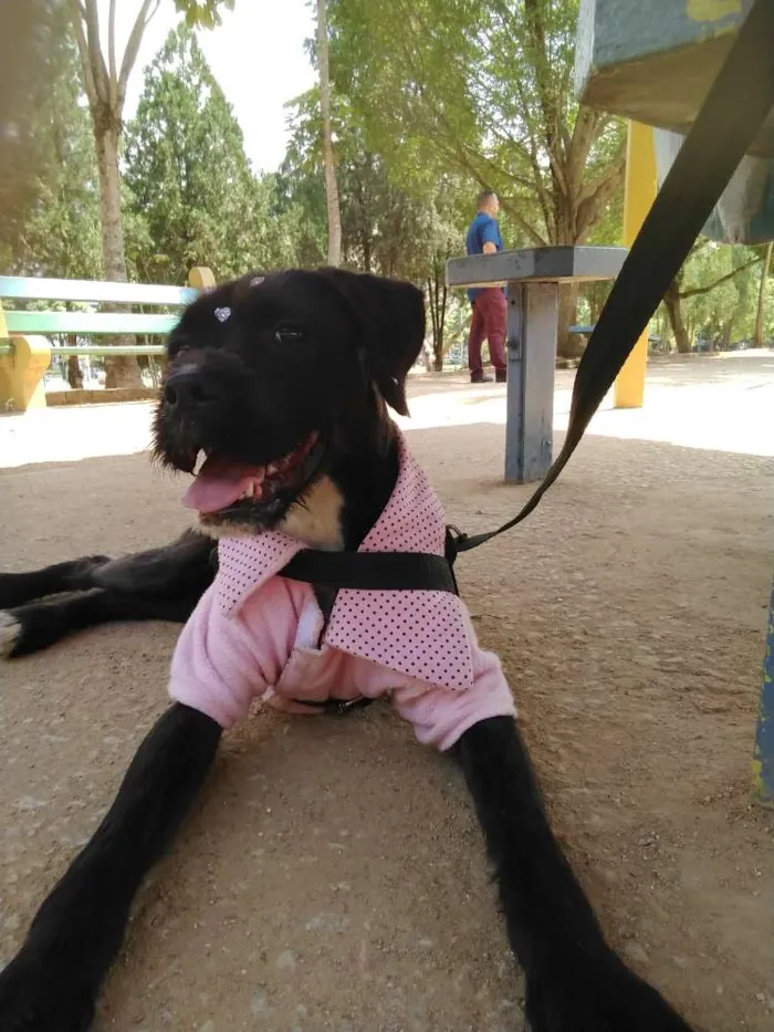 Cachorro ra a Boxer misturado idade 2 a 6 meses nome Íris