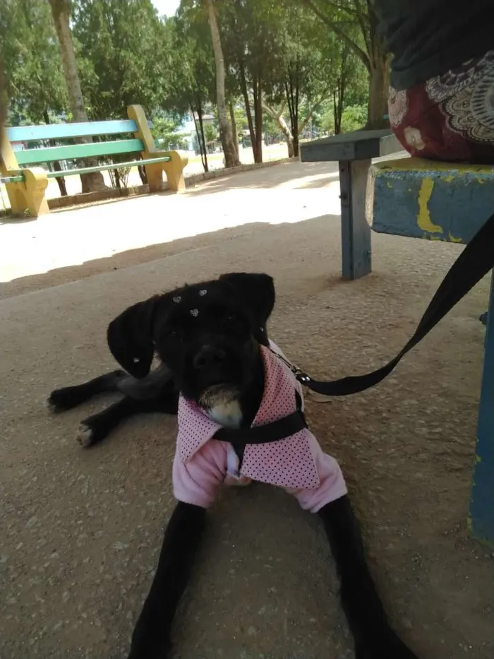 Cachorro ra a Boxer misturado idade 2 a 6 meses nome Íris