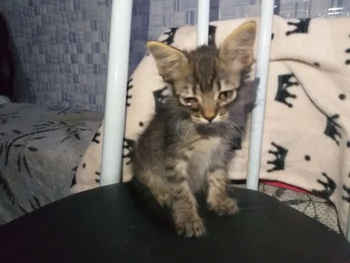 Gato ra a SRD idade 2 a 6 meses nome Neko