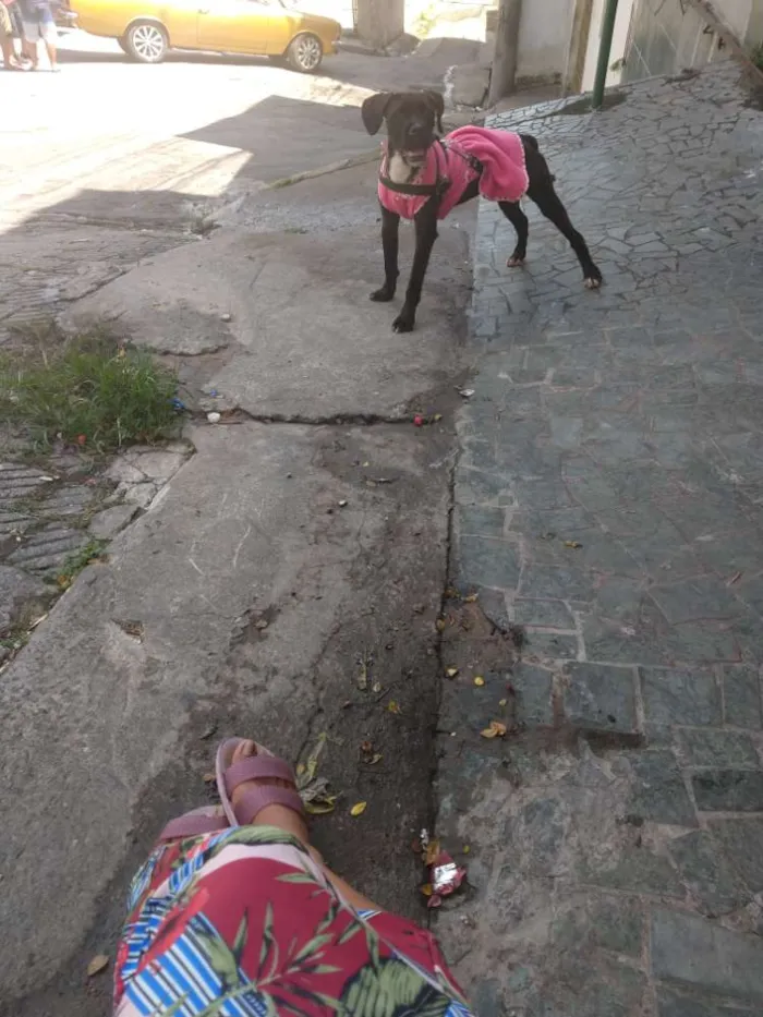Cachorro ra a Boxer misturado idade 2 a 6 meses nome Íris