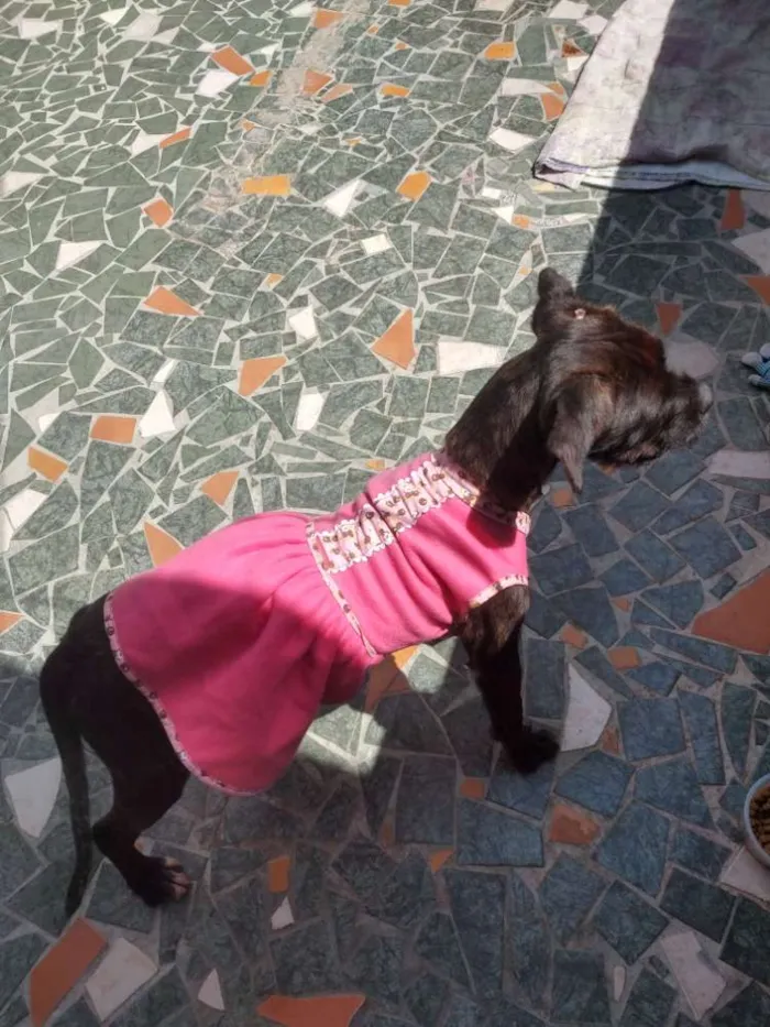 Cachorro ra a Boxer misturado idade 2 a 6 meses nome Íris