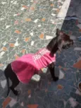 Íris