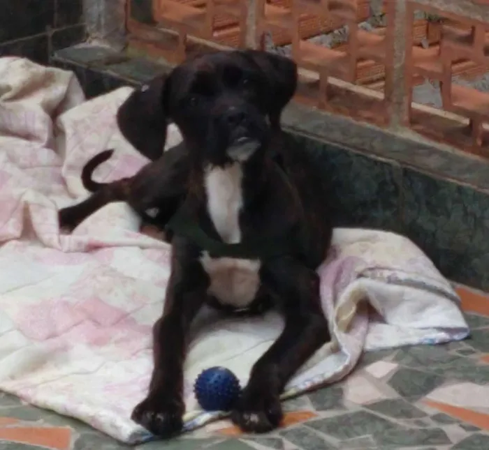 Cachorro ra a Boxer misturado idade 2 a 6 meses nome Íris