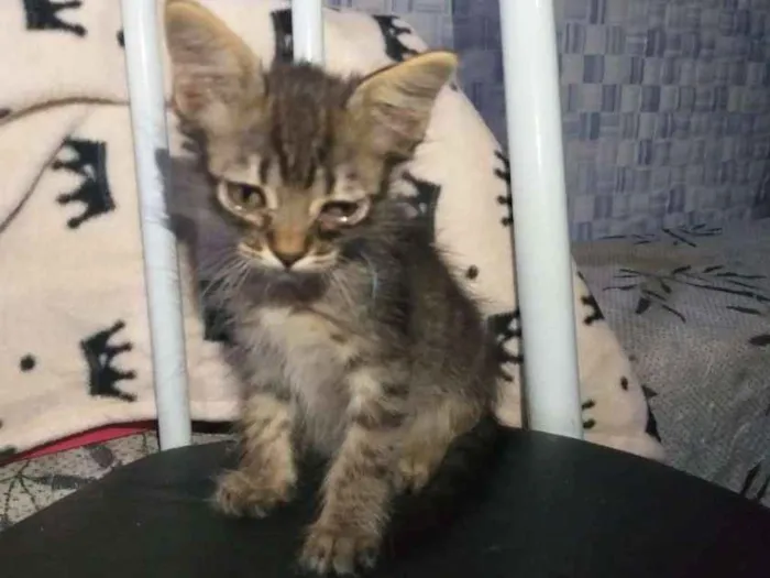 Gato ra a SRD idade 2 a 6 meses nome Neko