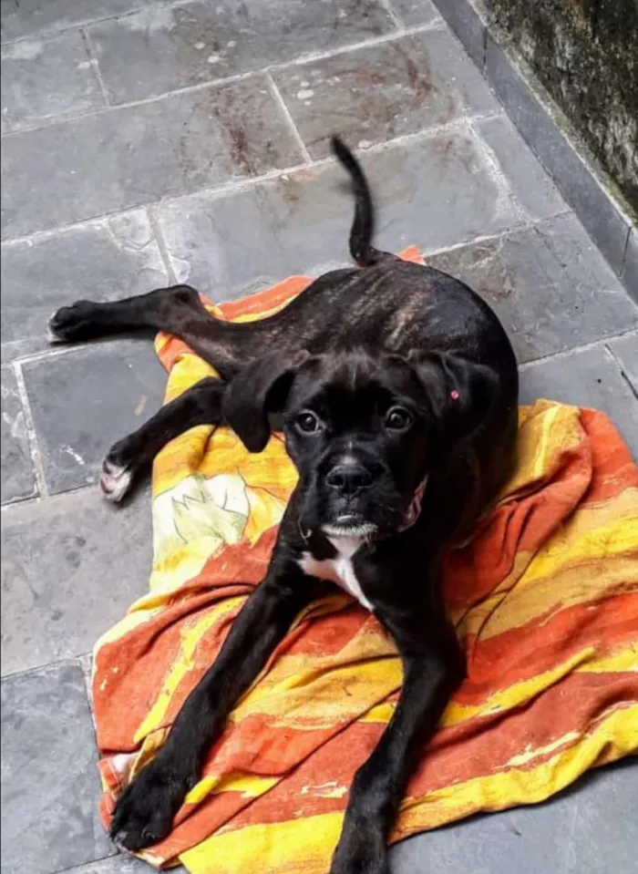 Cachorro ra a Boxer misturado idade 2 a 6 meses nome Íris