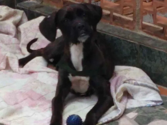 Cachorro ra a Boxer misturado idade 2 a 6 meses nome Íris