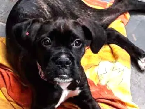 Cachorro ra a Boxer misturado idade 2 a 6 meses nome Íris