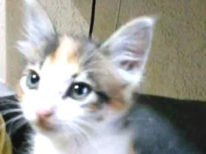 Gato raça srd idade 2 a 6 meses nome isaac