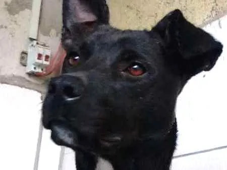 Cachorro ra a mestica pit bull idade 1 ano nome House