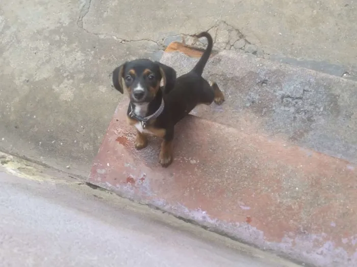 Cachorro ra a Srd idade 2 a 6 meses nome Mark