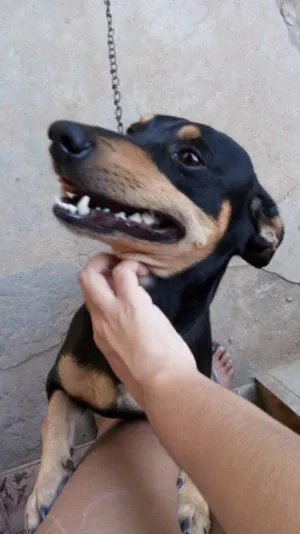 Cachorro raça Salsicha idade 2 anos nome Billy
