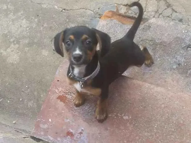 Cachorro ra a Srd idade 2 a 6 meses nome Mark