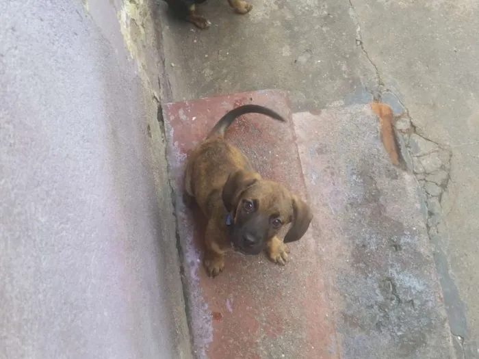 Cachorro ra a Srd idade 2 a 6 meses nome Owen