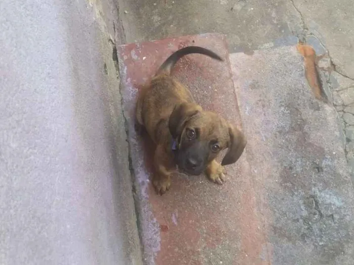 Cachorro ra a Srd idade 2 a 6 meses nome Owen