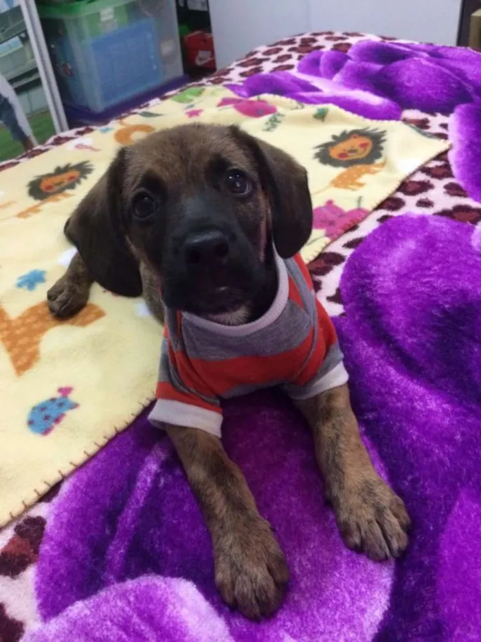 Cachorro ra a Srd idade 2 a 6 meses nome Owen