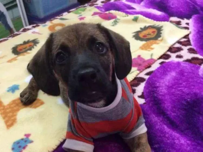 Cachorro ra a Srd idade 2 a 6 meses nome Owen