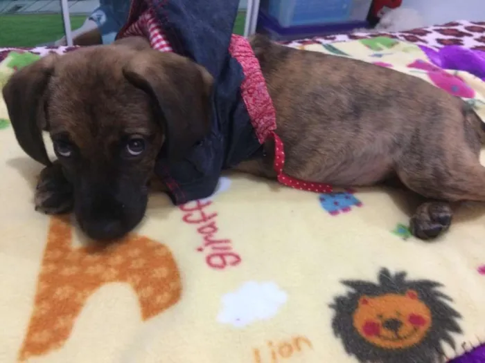 Cachorro ra a Srd idade 2 a 6 meses nome Owen