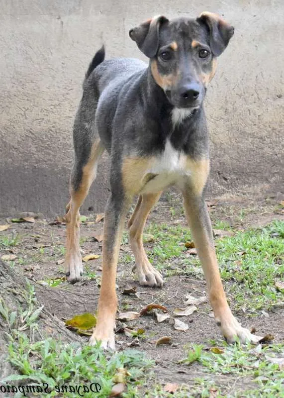 Cachorro ra a srd idade 6 ou mais anos nome Nescau