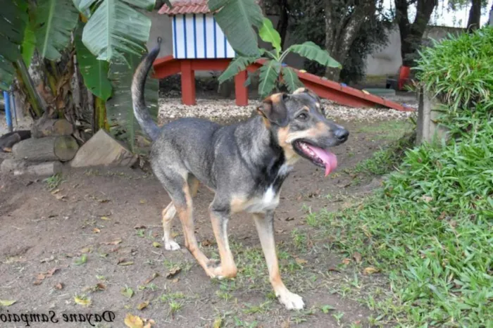 Cachorro ra a srd idade 6 ou mais anos nome Nescau