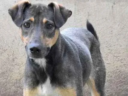 Cachorro ra a srd idade 6 ou mais anos nome Nescau