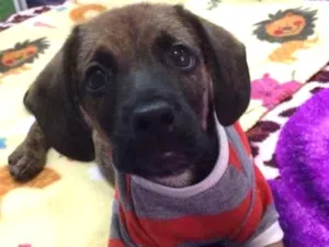 Cachorro raça Srd idade 2 a 6 meses nome Owen