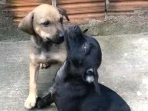 Cachorro raça Vira lata idade 2 a 6 meses nome Não tem nome 