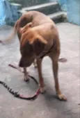 Clara adoção urgente
