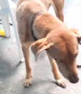 Clara adoção urgente
