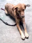 Clara adoção urgente