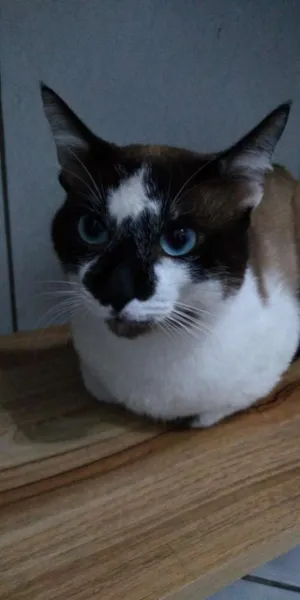 Gato raça Snowshoe idade 2 anos nome Theo