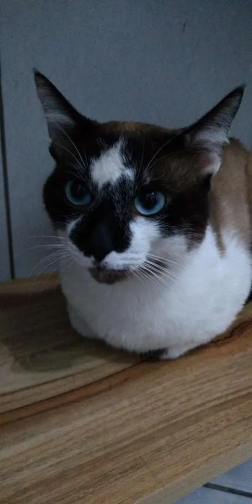 Gato ra a Snowshoe idade 2 anos nome Theo