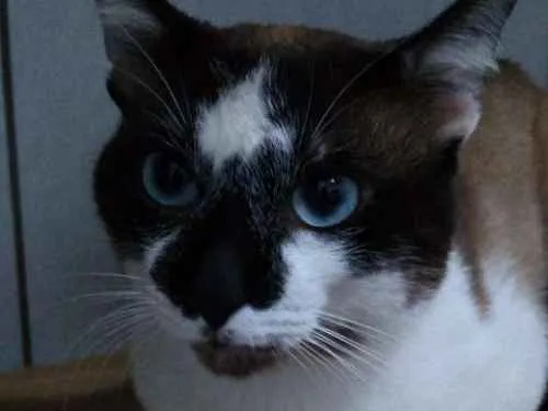 Gato ra a Snowshoe idade 2 anos nome Theo