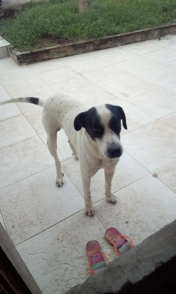 Cachorro raça Vira lata idade 5 anos nome Fred