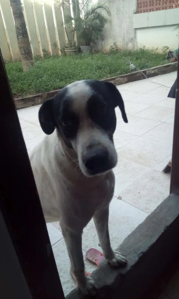 Cachorro raça Vira lata idade 5 anos nome Fred