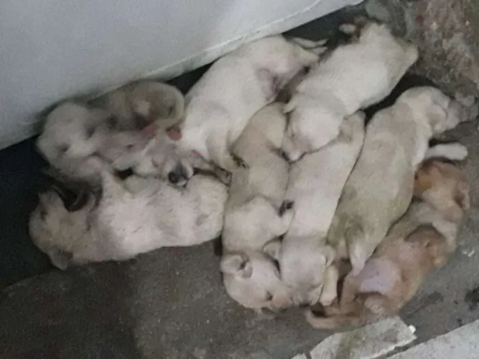 Cachorro raça Vira lata idade Abaixo de 2 meses nome Sem nome ainda ( fi)
