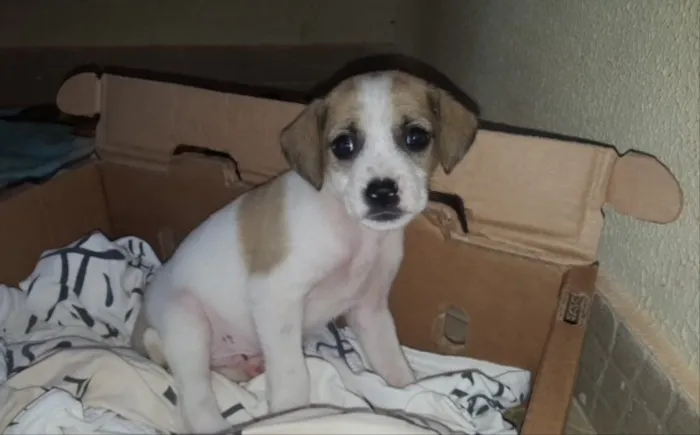 Cachorro ra a SRD  idade 2 a 6 meses nome Nino 
