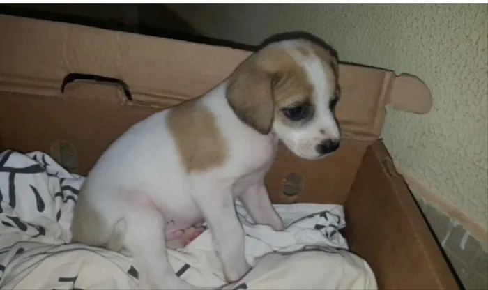 Cachorro ra a SRD  idade 2 a 6 meses nome Nino 