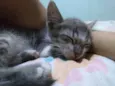 Filé