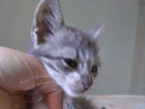 Gato raça Srd idade Abaixo de 2 meses nome Filé