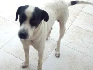 Cachorro raça Vira lata idade 5 anos nome Fred