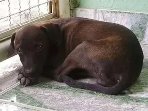 Cachorro raça vira-lata idade 2 a 6 meses nome Marronzinho
