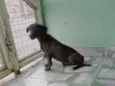 Marronzinho