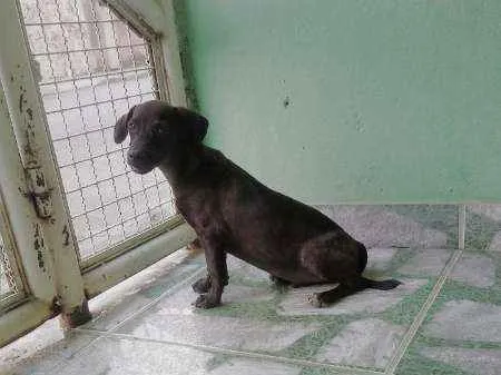 Cachorro raça vira-lata idade 2 a 6 meses nome Marronzinho
