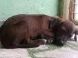 Marronzinho
