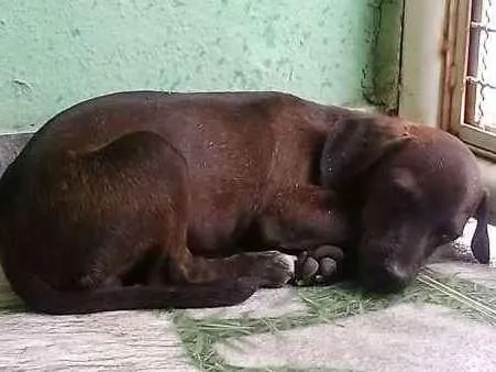Cachorro raça vira-lata idade 2 a 6 meses nome Marronzinho