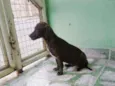 Marronzinho
