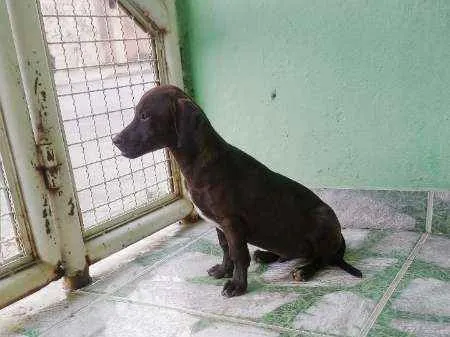 Cachorro raça vira-lata idade 2 a 6 meses nome Marronzinho
