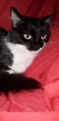 Frajolinha